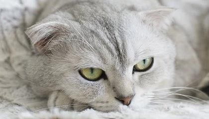 英超单场：切尔西2:0胜富勒姆 VAR介入改变比赛走向